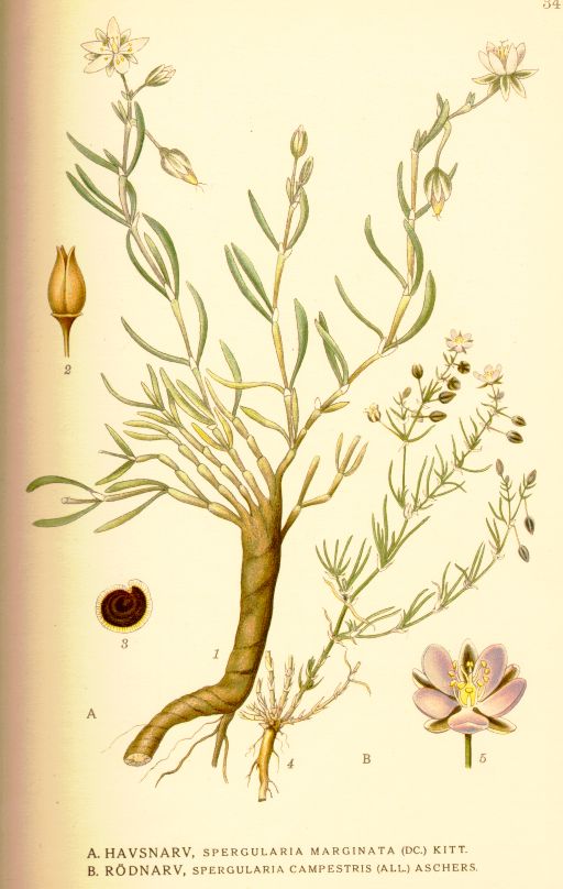 Spergularia campestris