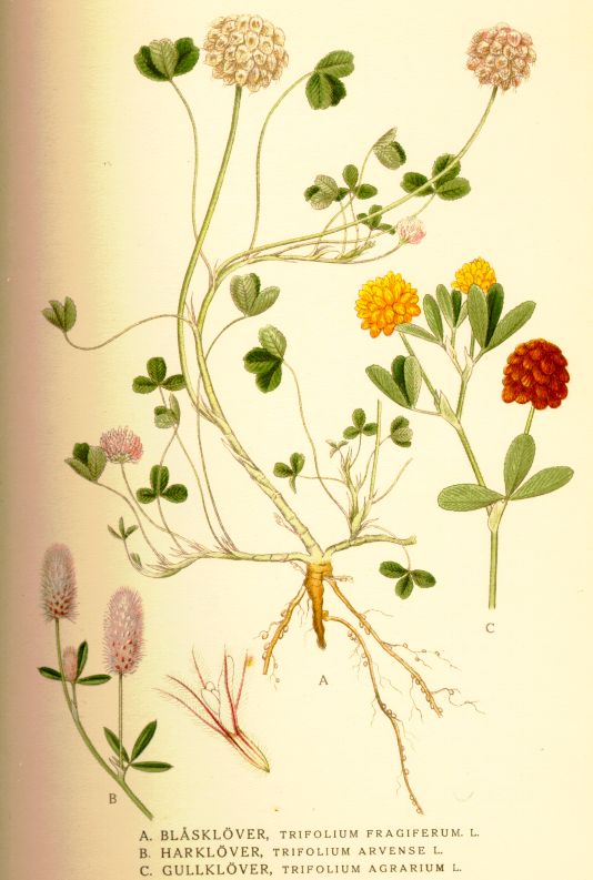Trifolium_fragiferum