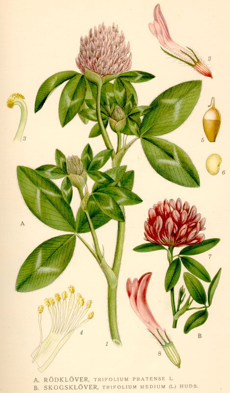 Trifolium_medium