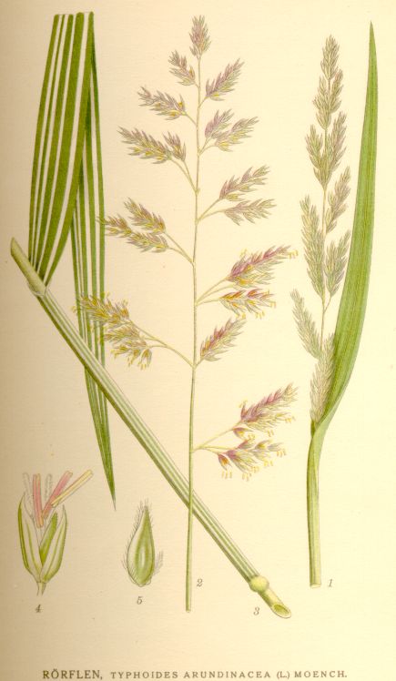 Typhoides arundinacea