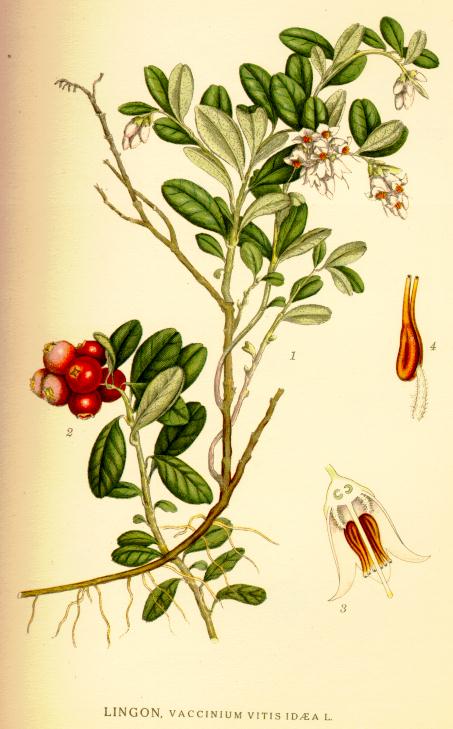 Vaccinium vitis idaea