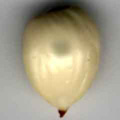 Abricotier commun. Abricot embryon.
