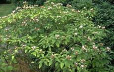 Clerodendron.