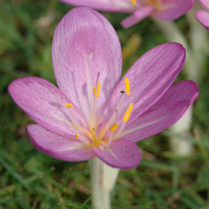 La Colchique D automne Colchicum Autumnale 