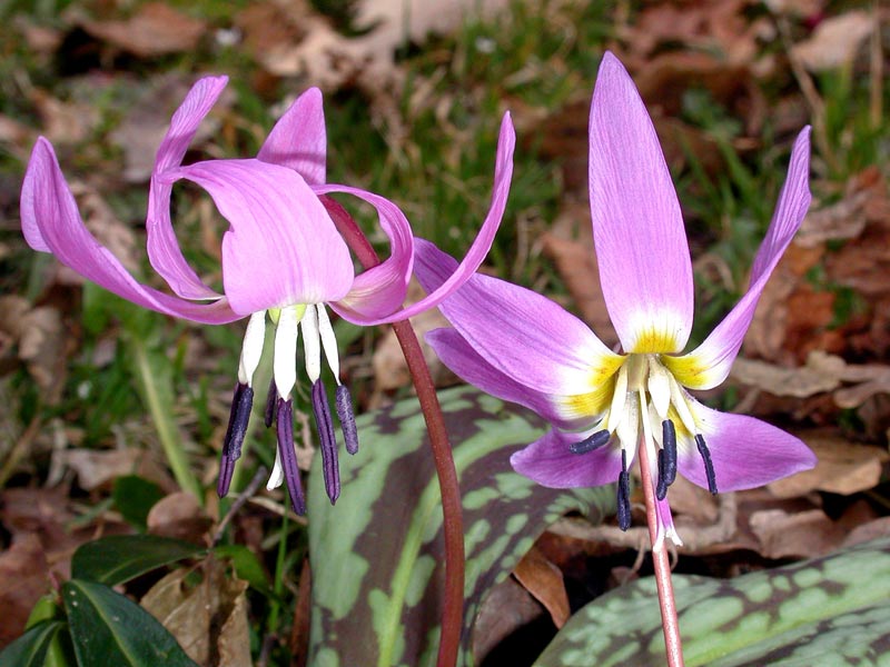 La dent de chien (Erythronium dens-canis)