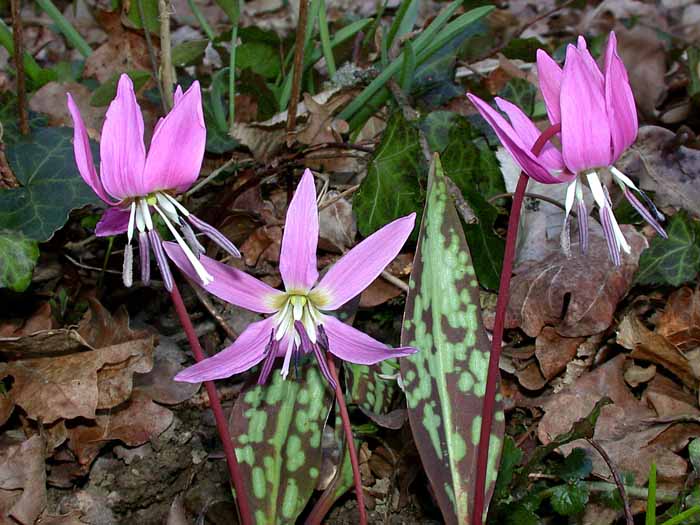 La dent de chien (Erythronium dens-canis)