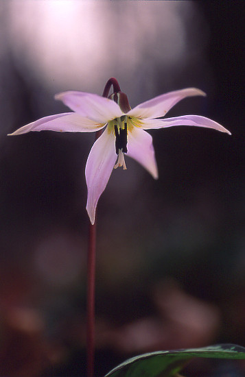 La dent de chien (Erythronium dens-canis)