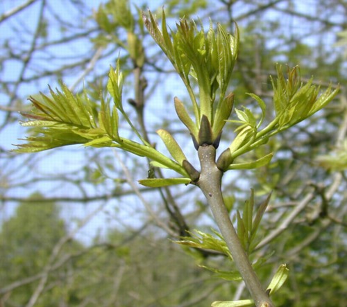 Le Fr ne Commun Fraxinus Excelsior 