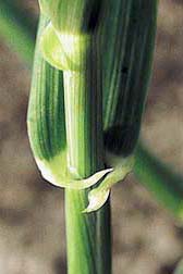 Eau de tige d'orge (hordeum vulgare stem water)