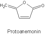 Pulsatille commune. Protoanemonine.