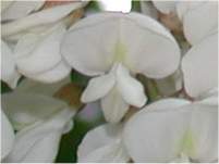 Robinier faux-acacia, fleur.