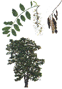 Robinier faux-acacia, identification.