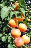 Abricotier commun. Fruits. Cliquer pour agrandir l'image.