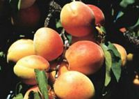 Abricotier commun. Fruits. Cliquer pour agrandir l'image.