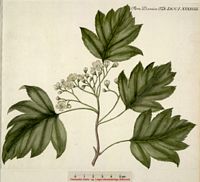 Alisier torminal. Planche d'identification Flora danica. Cliquer pour agrandir l'image.