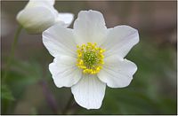 Anemone sylvie. Fleur d'anémone sylvie en lumière naturelle. Cliquer pour agrandir l'image.