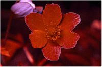 Anemone sylvie. Fleur d'anémone sylvie en lumière ultraviolette. Cliquer pour agrandir l'image.