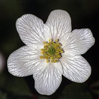 Anemone sylvie. Fleur. Cliquer pour agrandir l'image.