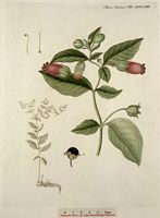 Belladone. Planche d'identification Flora danica. Cliquer pour agrandir l'image.