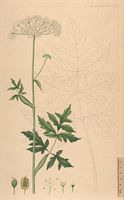 Berce spondyle. Planche d'identification Flora danica. Cliquer pour agrandir l'image.