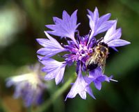 Centaurée bleuet. Avec abeille. Cliquer pour agrandir l'image.