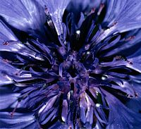 Centaurée bleuet. Cliquer pour agrandir l'image.