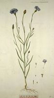 Centaurée bleuet. Planche d'identification Flora danica. Cliquer pour agrandir l'image.