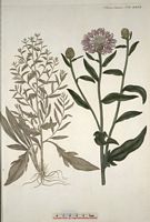 Centaurée jacée. Planche d'identification Flora danica. Cliquer pour agrandir l'image.