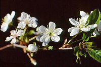 Cerisier aigre. Fleurs. Cliquer pour agrandir l'image.
