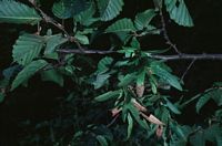 Le charme commun (Carpinus betulus). Feuilles et fruits. Cliquer pour agrandir l'image.