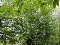 Le charme commun (Carpinus betulus). Houppier. Cliquer pour agrandir l'image.