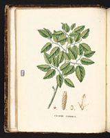Le charme commun (Carpinus betulus). Planche d'identification Saint-hilaire. Cliquer pour agrandir l'image.