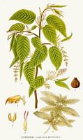 Le charme commun (Carpinus betulus). Planche d'identification Linnemand. Cliquer pour agrandir l'image.