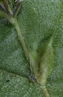 Le charme commun (Carpinus betulus). Gros-plan de nervure de feuille de charme attaquée par galle de Zygiobia carpini. Cliquer pour agrandir l'image.