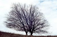Le charme commun (Carpinus betulus). Silhouette hiver. Cliquer pour agrandir l'image.