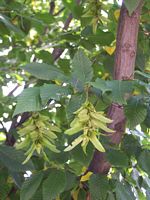 Le charme commun (Carpinus betulus). Fruits. Cliquer pour agrandir l'image.