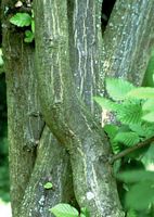Le charme commun (Carpinus betulus). Écorce. Cliquer pour agrandir l'image.