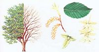 Le charme commun (Carpinus betulus). Dessin d'identification. Cliquer pour agrandir l'image.