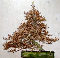 Le charme commun (Carpinus betulus). Bonsaï. Cliquer pour agrandir l'image.