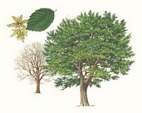 Le charme commun (Carpinus betulus). Dessin. Cliquer pour agrandir l'image.