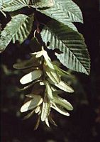 Le charme commun (Carpinus betulus). Fruits. Cliquer pour agrandir l'image.