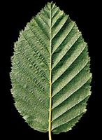 Le charme commun (Carpinus betulus). Veines de la feuille. Cliquer pour agrandir l'image.