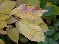 Le charme commun (Carpinus betulus). Feuilles d'automne. Cliquer pour agrandir l'image.