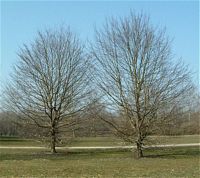 Le charme commun (Carpinus betulus). Plantes en hiver. Cliquer pour agrandir l'image.
