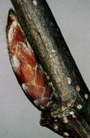 Le charme commun (Carpinus betulus). Bourgeon. Cliquer pour agrandir l'image.