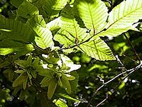 Le charme commun (Carpinus betulus). Feuilles. Cliquer pour agrandir l'image.