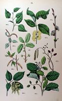 Le charme commun (Carpinus betulus). Planche d'identification Hoffmann. Cliquer pour agrandir l'image.