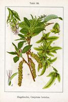 Le charme commun (Carpinus betulus). Planche d'identification Sturm. Cliquer pour agrandir l'image.