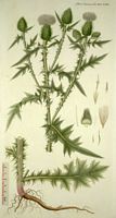 Cirse commun. Planche d'identification Flora danica. Cliquer pour agrandir l'image.