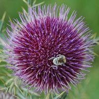 Cirse laineux. Capitule, Puy des Gouttes. Cliquer pour agrandir l'image.